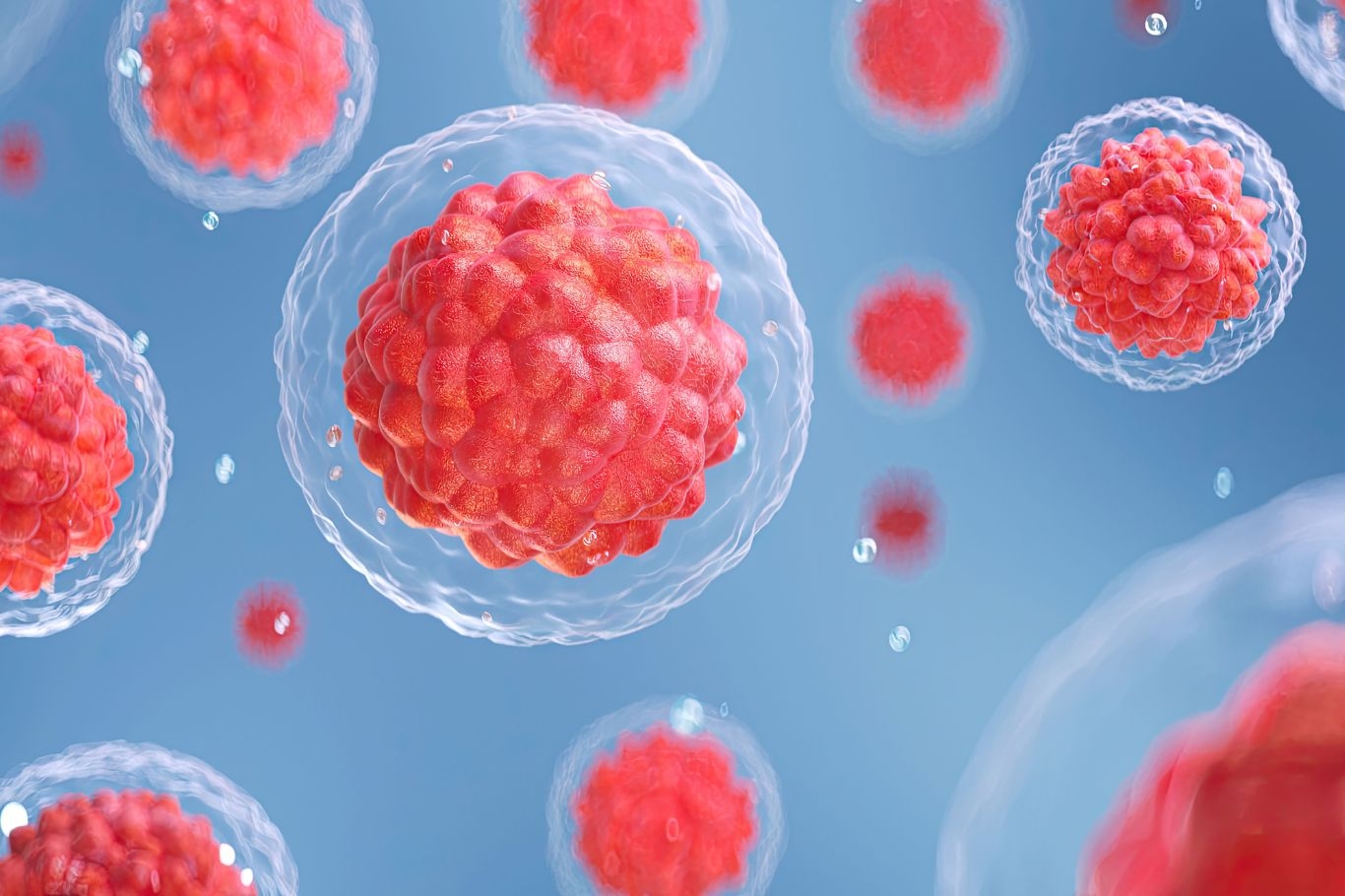 Types of Mesenchymal Stem Cells (MSCs)